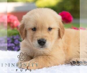 Golden Retriever Puppy for sale in NEWPORT, PA, USA