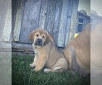 Image preview for Ad Listing. Nickname: Litter of 10