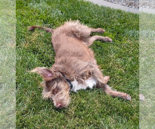 Medium Photo #2 Mutt Puppy For Sale in Sandy, UT, USA