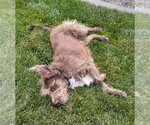 Small #1 Mutt