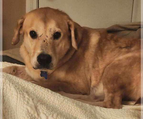 Medium Photo #5 Golden Retriever Puppy For Sale in Spring Lake, NC, USA