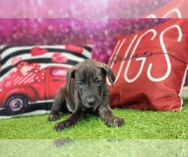 Medium Photo #11 Catahoula Leopard Dog Puppy For Sale in CUMBY, TX, USA