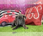 Small #10 Catahoula Leopard Dog