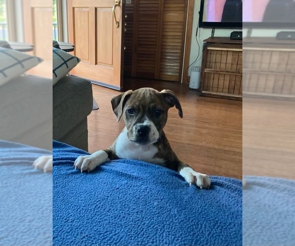 Medium Photo #4 American Pit Bull Terrier-American Staffordshire Terrier Mix Puppy For Sale in Wenonah, NJ, USA