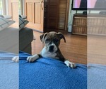 Small #3 American Pit Bull Terrier-American Staffordshire Terrier Mix