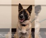 Small #3 German Shepherd Dog