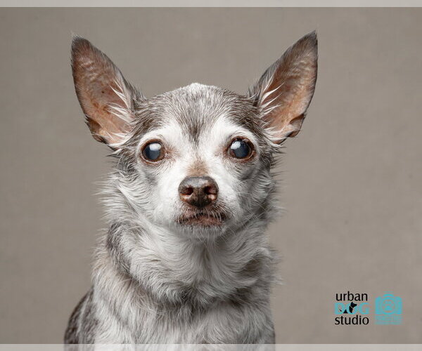 Medium Photo #1 Chihuahua Puppy For Sale in Tampa, FL, USA