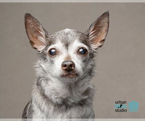 Chihuahua Dogs for adoption in Tampa, FL, USA