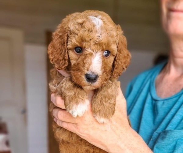 Medium Photo #5 Poodle (Standard) Puppy For Sale in WAGENER, SC, USA