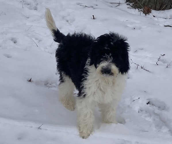 Medium Photo #5 Sheepadoodle Puppy For Sale in BUCKHANNON, WV, USA