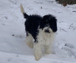 Small Photo #5 Sheepadoodle Puppy For Sale in BUCKHANNON, WV, USA