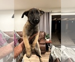 Small Photo #4 Belgian Malinois Puppy For Sale in SIMI VALLEY, CA, USA