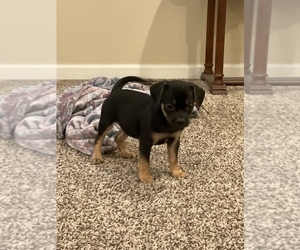 Puggle Puppy for sale in BLUFORD, IL, USA