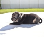 Small #5 Pug