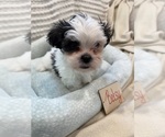 Small Photo #34 Poodle (Miniature)-Zuchon Mix Puppy For Sale in HTFD, CT, USA