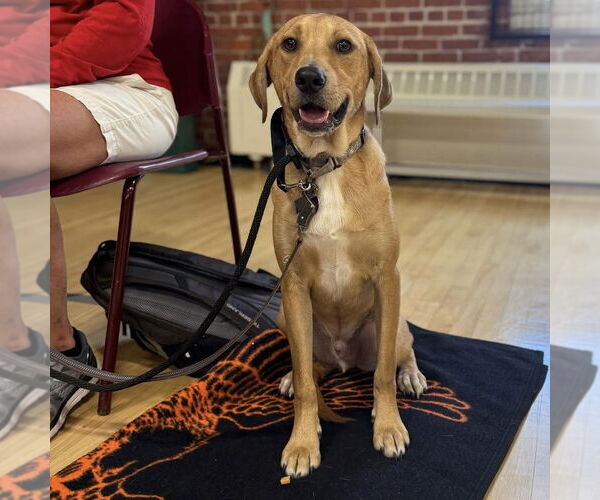 Medium Photo #18 Mutt Puppy For Sale in Boston, MA, USA