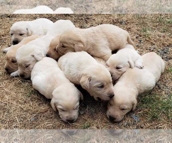 Medium Photo #18 Labrador Retriever Puppy For Sale in OLYMPIA, WA, USA