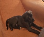 Puppy Remi RESERVED Irish Dane