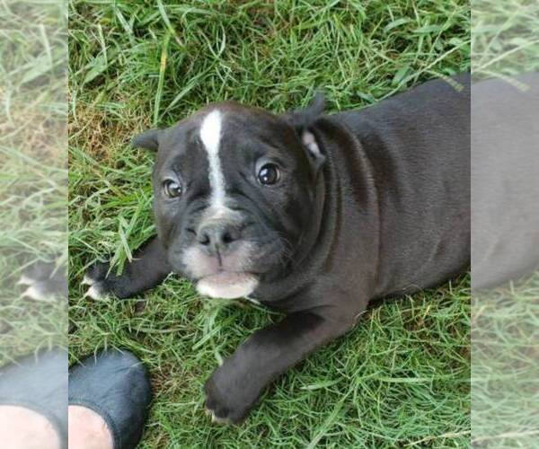 Medium Photo #1 Olde English Bulldogge Puppy For Sale in CANTON, TX, USA
