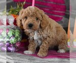 Small Photo #1 Poodle (Toy) Puppy For Sale in GORDONVILLE, PA, USA