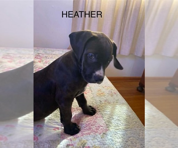 Medium Photo #6 Golden Retriever-Unknown Mix Puppy For Sale in Wenonah, NJ, USA