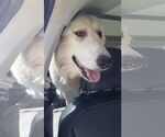 Small #22 Great Pyrenees
