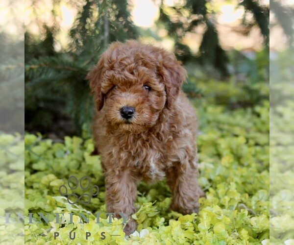 Medium Photo #3 Cavapoo (Miniature) Puppy For Sale in LANCASTER, PA, USA