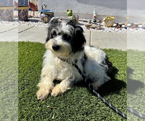 Medium Photo #2 Schnauzer (Miniature) Puppy For Sale in MORENO VALLEY, CA, USA