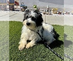 Small #1 Schnauzer (Miniature)