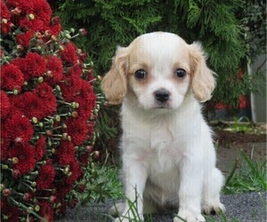 Cavachon Puppy for sale in HONEY BROOK, PA, USA