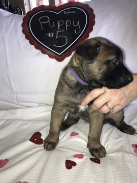 Medium Photo #7 Malinois Puppy For Sale in EAGLE POINT, OR, USA