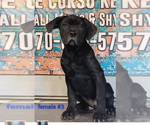 Cane Corso Puppy for sale in PROVIDENCE, KY, USA