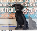 Small Photo #1 Cane Corso Puppy For Sale in PROVIDENCE, KY, USA