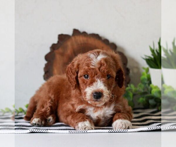 Medium Photo #5 Goldendoodle (Miniature) Puppy For Sale in LITITZ, PA, USA