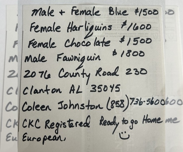 Medium Photo #12 Great Dane Puppy For Sale in CLANTON, AL, USA