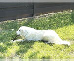 Small #4 Great Pyrenees