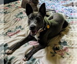 Small #2 Mutt