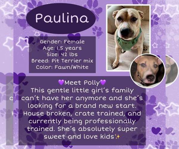 Medium Photo #1 Mutt Puppy For Sale in Rancho Cordova, CA, USA