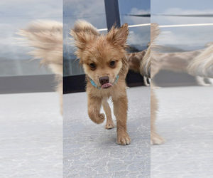 Pomeranian Puppy for sale in ATL, GA, USA