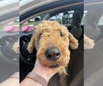 Small #3 Airedale Terrier Mix