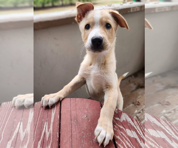 Medium Photo #3 Mutt Puppy For Sale in New London, WI, USA