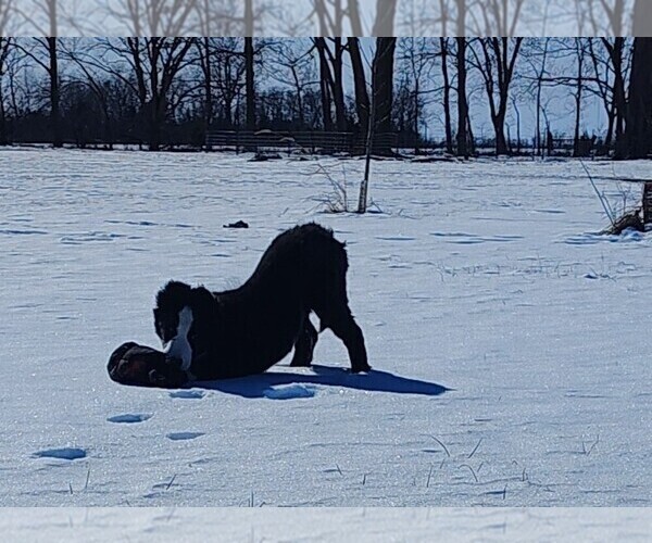 Medium Photo #14 Border Collie Puppy For Sale in NORBORNE, MO, USA