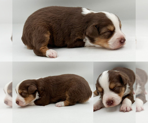 Miniature Australian Shepherd Puppy for sale in BROOKER, FL, USA