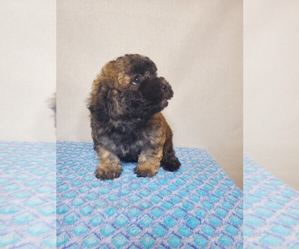 Medium Photo #4 ShihPoo Puppy For Sale in HENDERSON, NV, USA