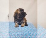 Small #3 ShihPoo