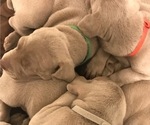 Small Photo #2 Weimaraner Puppy For Sale in MONMOUTH, OR, USA