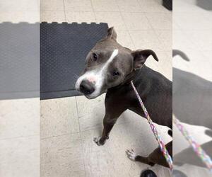 American Pit Bull Terrier Dogs for adoption in Stockton, CA, USA