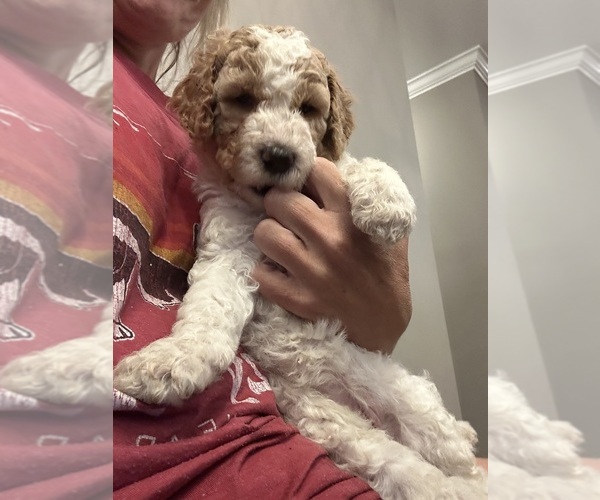 Medium Photo #5 Goldendoodle-Poodle (Standard) Mix Puppy For Sale in FOLSOM, LA, USA