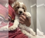 Small #4 Goldendoodle-Poodle (Standard) Mix