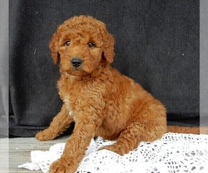 Goldendoodle (Miniature) Puppy for sale in MILLERSBURG, OH, USA